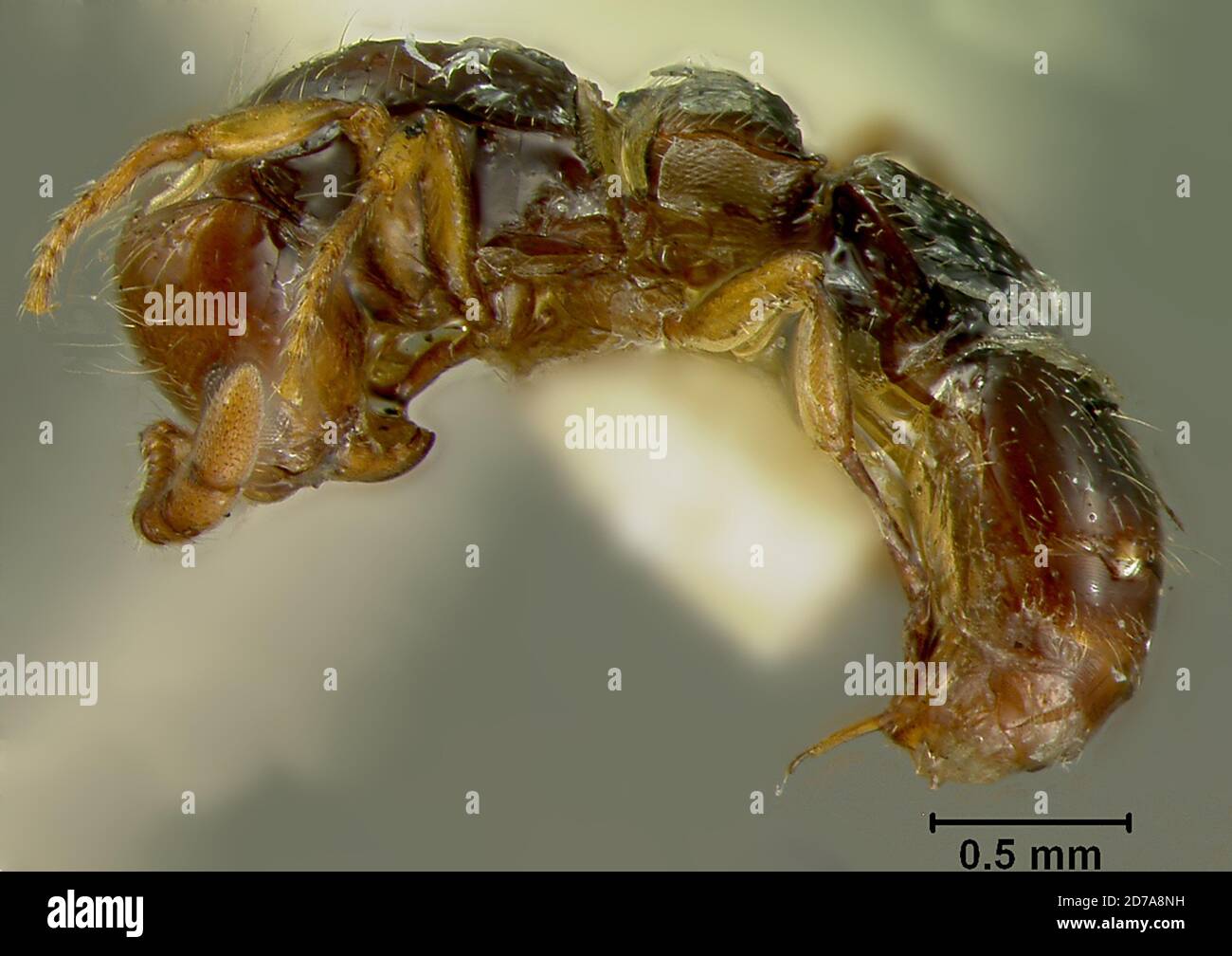 Mundaring, Western Australia, Australia, Phyracaces gilesi Clark, 1924, Animalia, Arthropoda, Insecta, Hymenoptera, Formicidae, Dorylinae Stock Photo