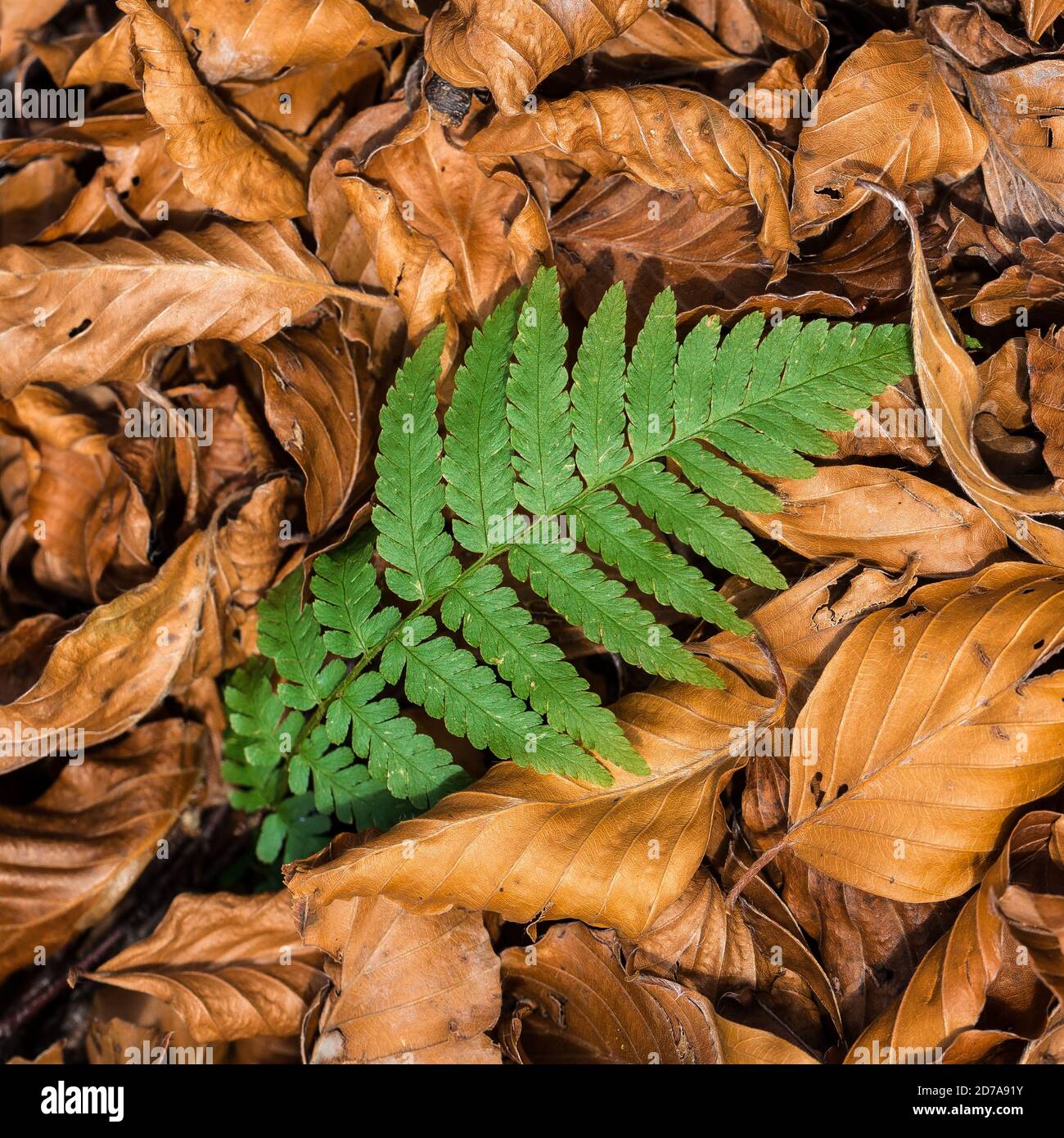 Fern among dry beech leaves in autumn season. The Cansiglio beech forest. Prealpi Venete. Italy. Europe. Stock Photo