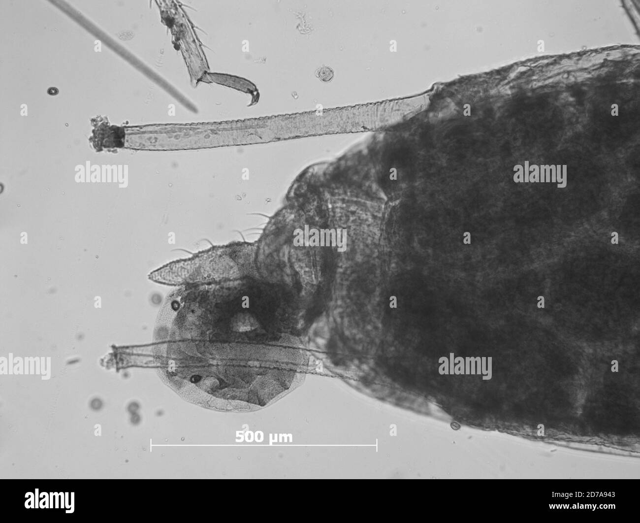 Saint George, Washington, Utah, United States, Neomyzus masoni Knowlton, 1928, Animalia, Arthropoda, Insecta, Hemiptera, Sternorrhyncha, Aphididae, Aphidinae Stock Photo