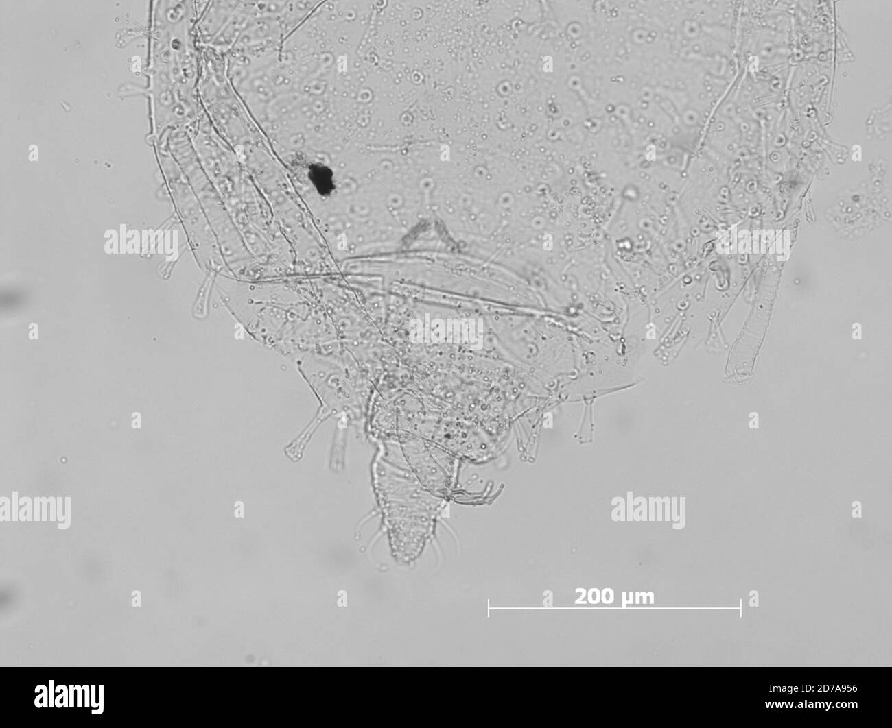 three miles southwest of Lampo Junction, Box Elder, Utah, United States