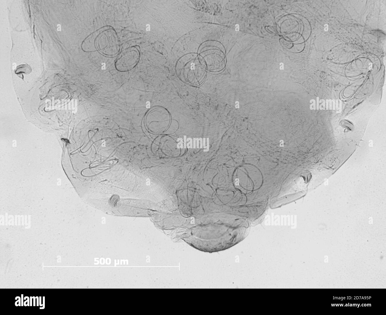 Cherry Valley, Riverside, California, United States, Prociphilus