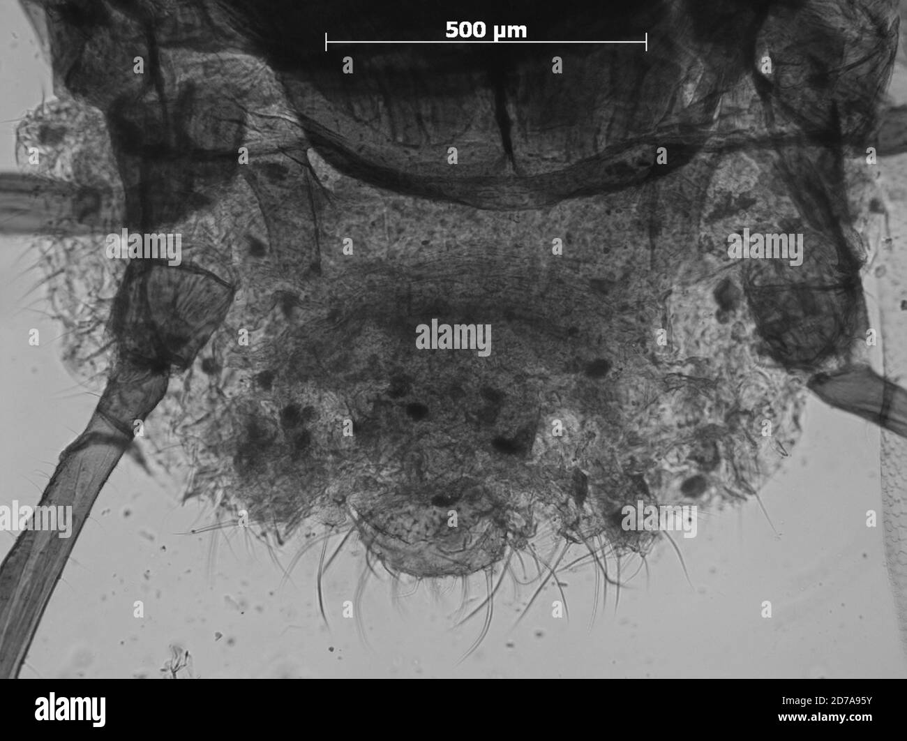 Pemphiglachnus kaibabensis knowlton hires stock photography and images