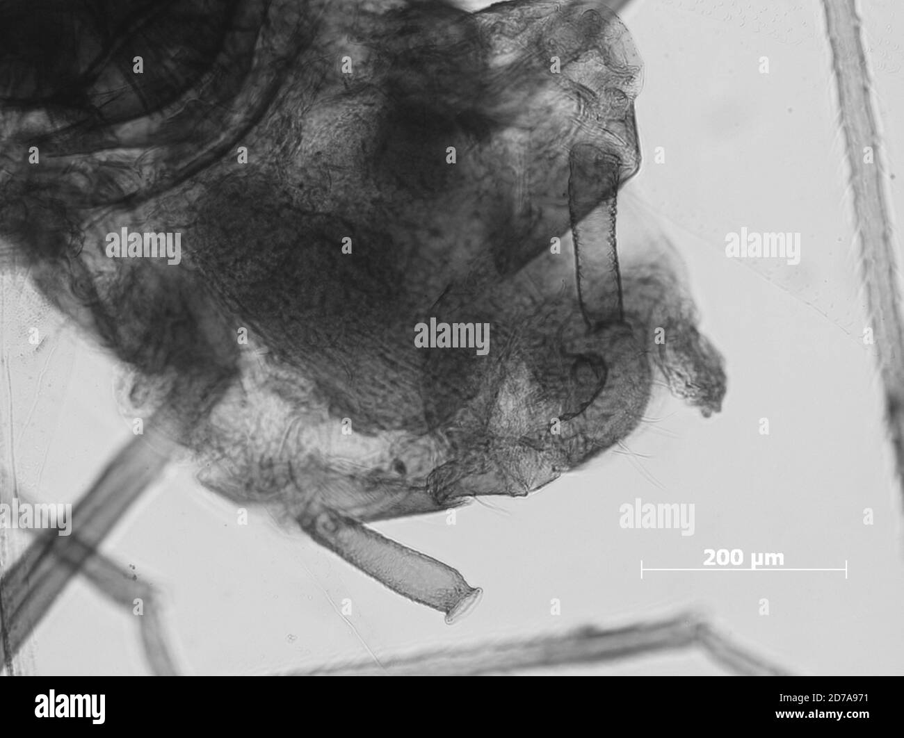 Plant City, Hillsborough, Florida, United States, Rhopalosiphum gnaphalii Tissot, 1933, Animalia, Arthropoda, Insecta, Hemiptera, Sternorrhyncha, Aphididae, Aphidinae Stock Photo