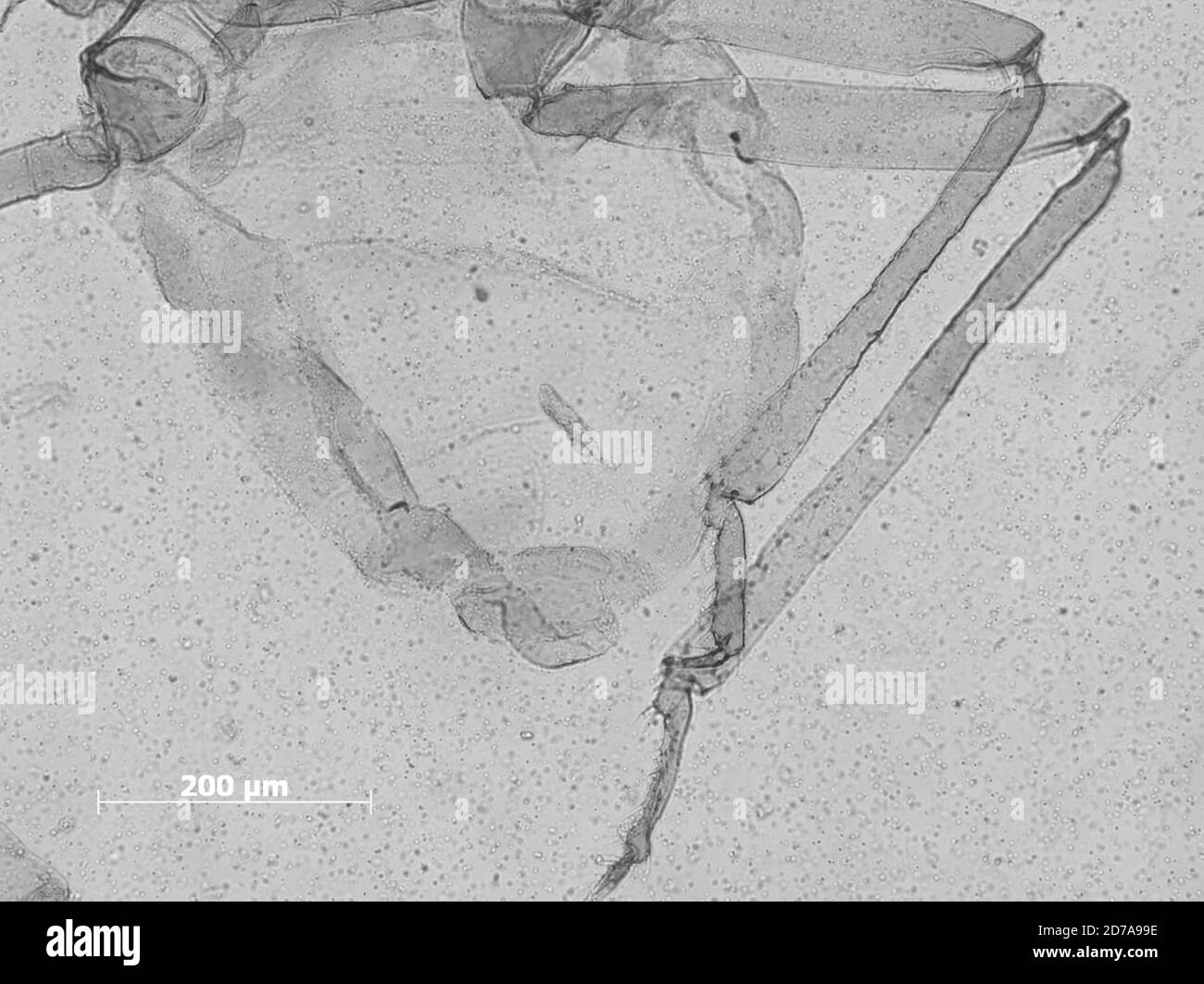 Blue Ridge Parkway at mile marker 355, Mount Mitchell, Yancey, North