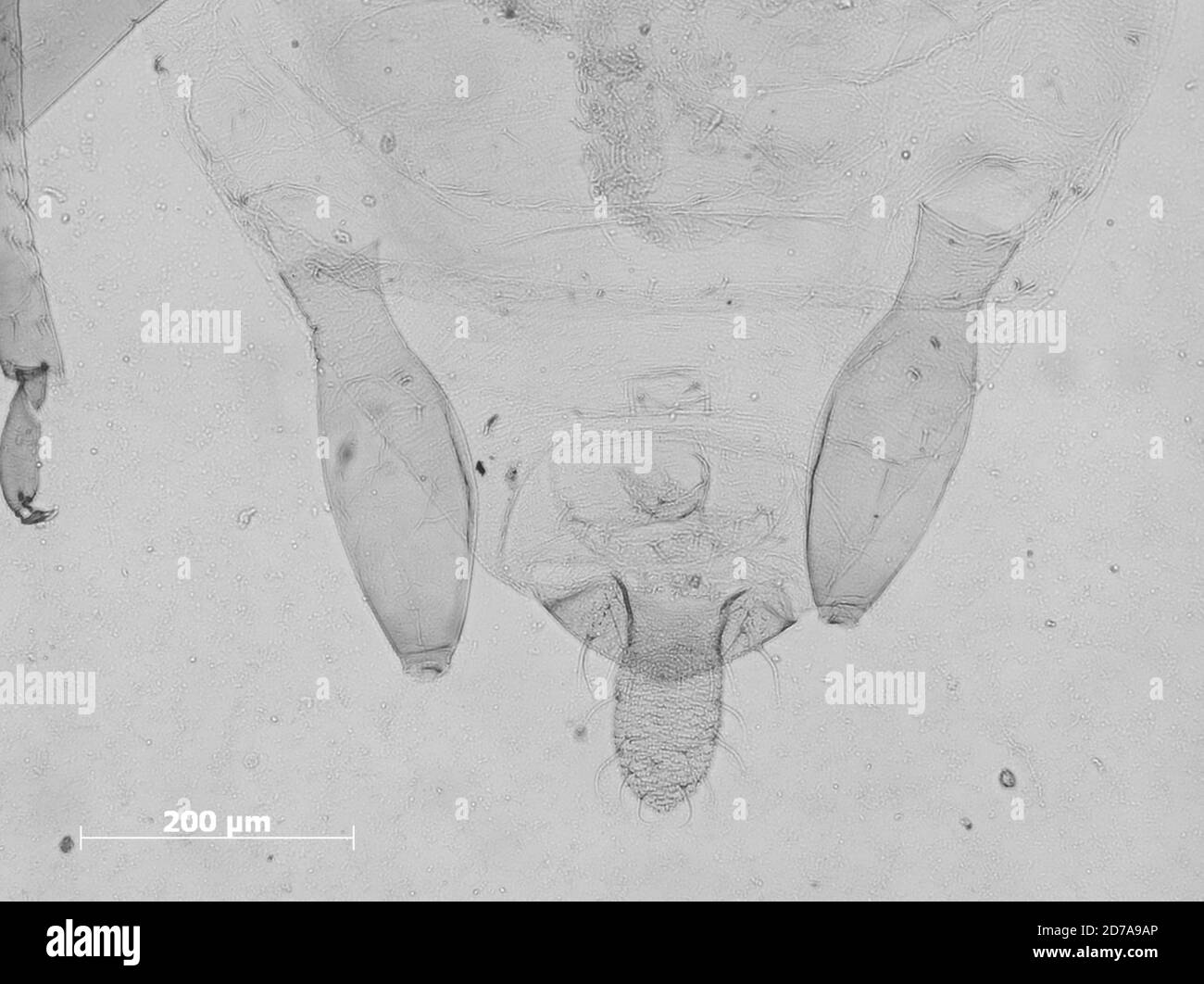 West Bengal, India, Tricaudatus polygoni tuberculatus Hille Ris Lambers & Basu, 1966, Animalia, Arthropoda, Insecta, Hemiptera, Sternorrhyncha, Aphididae, Aphidinae Stock Photo