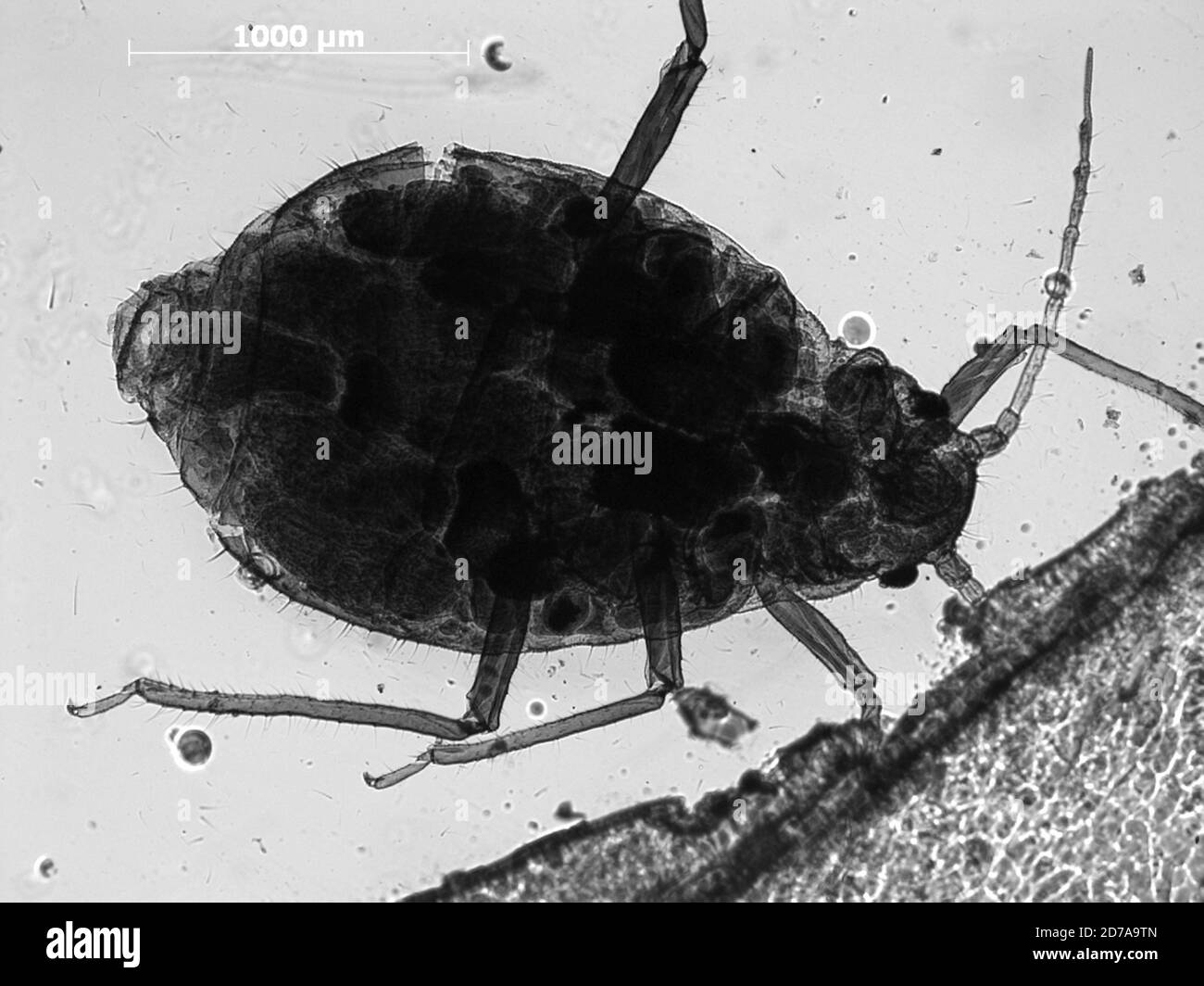 Creek, Sioux, Nebraska, United States, Chaitophorus bruneri Williams, 1911, Animalia