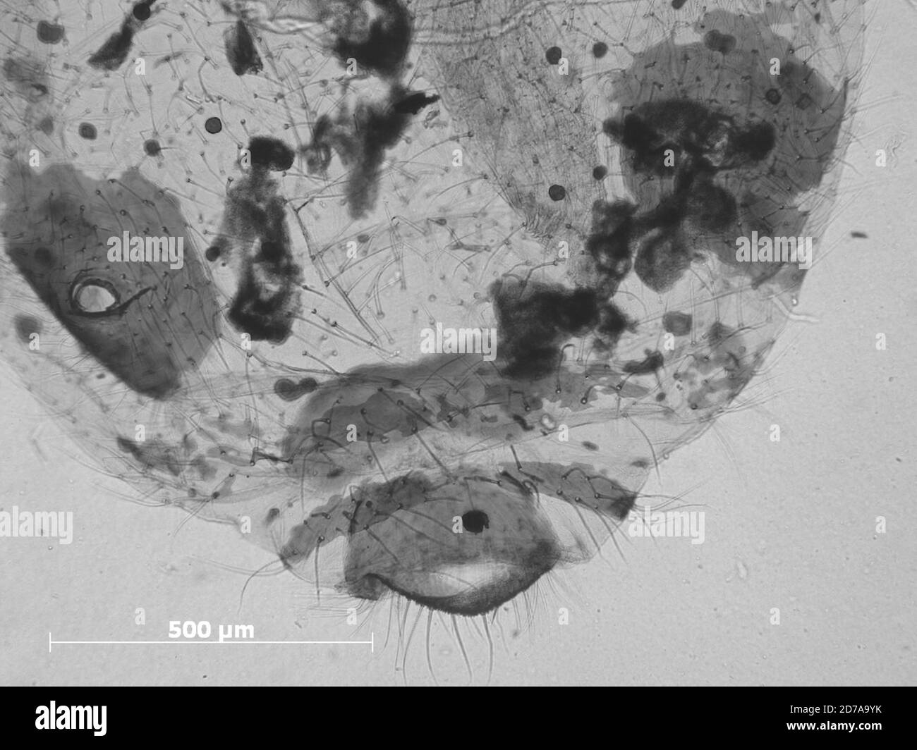 Topsfield maine hires stock photography and images Alamy