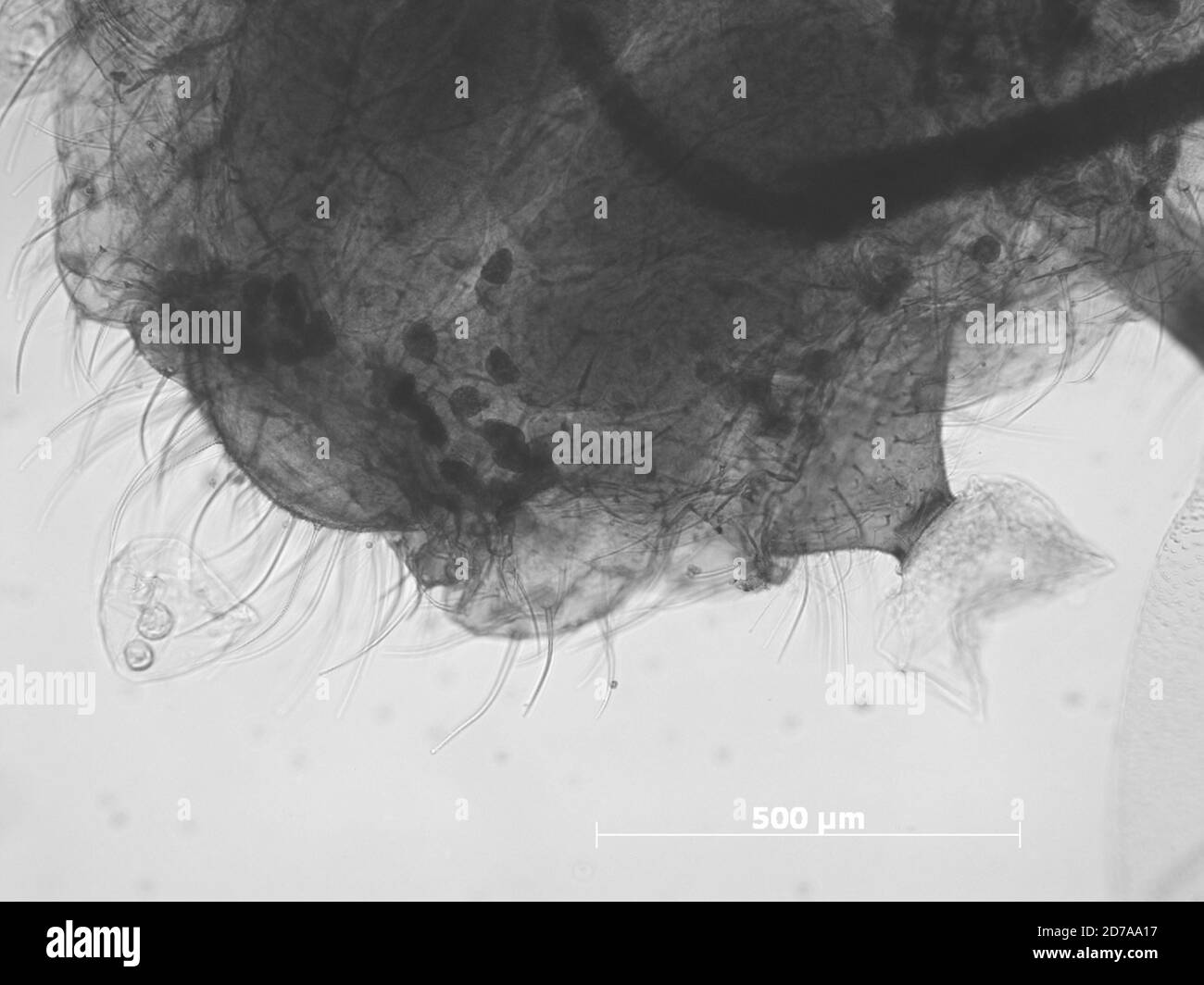 Devils mill hopper hires stock photography and images Alamy