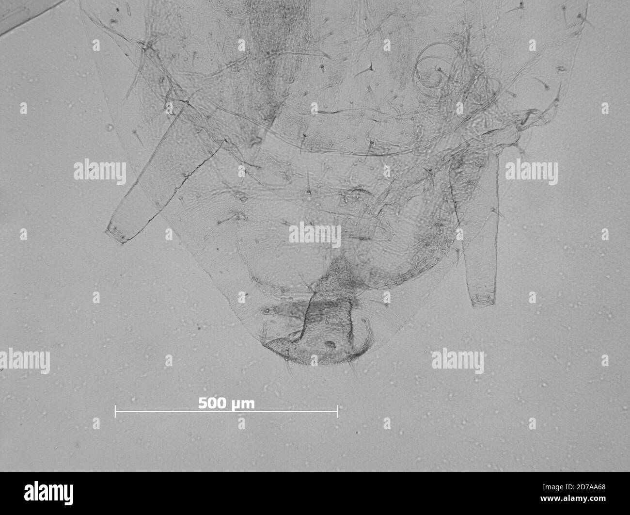 Kakimia utahensis knowlton hi-res stock photography and images - Alamy