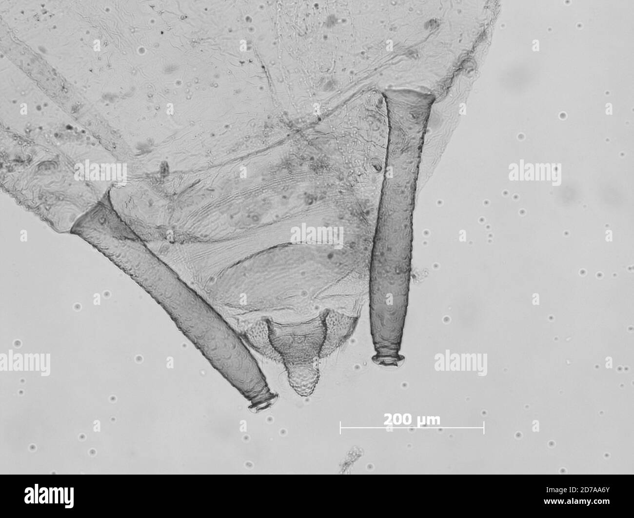 Beltsville, Prince Maryland, United States, Hyalomyzus pocosinus Stoetzel et al., 1999