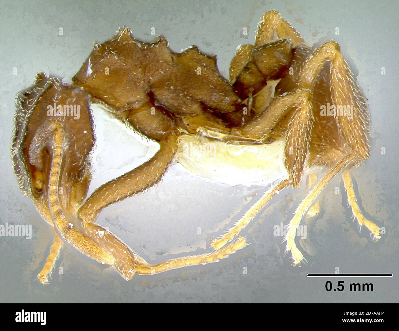 1992 animalia hi-res stock photography and images - Alamy