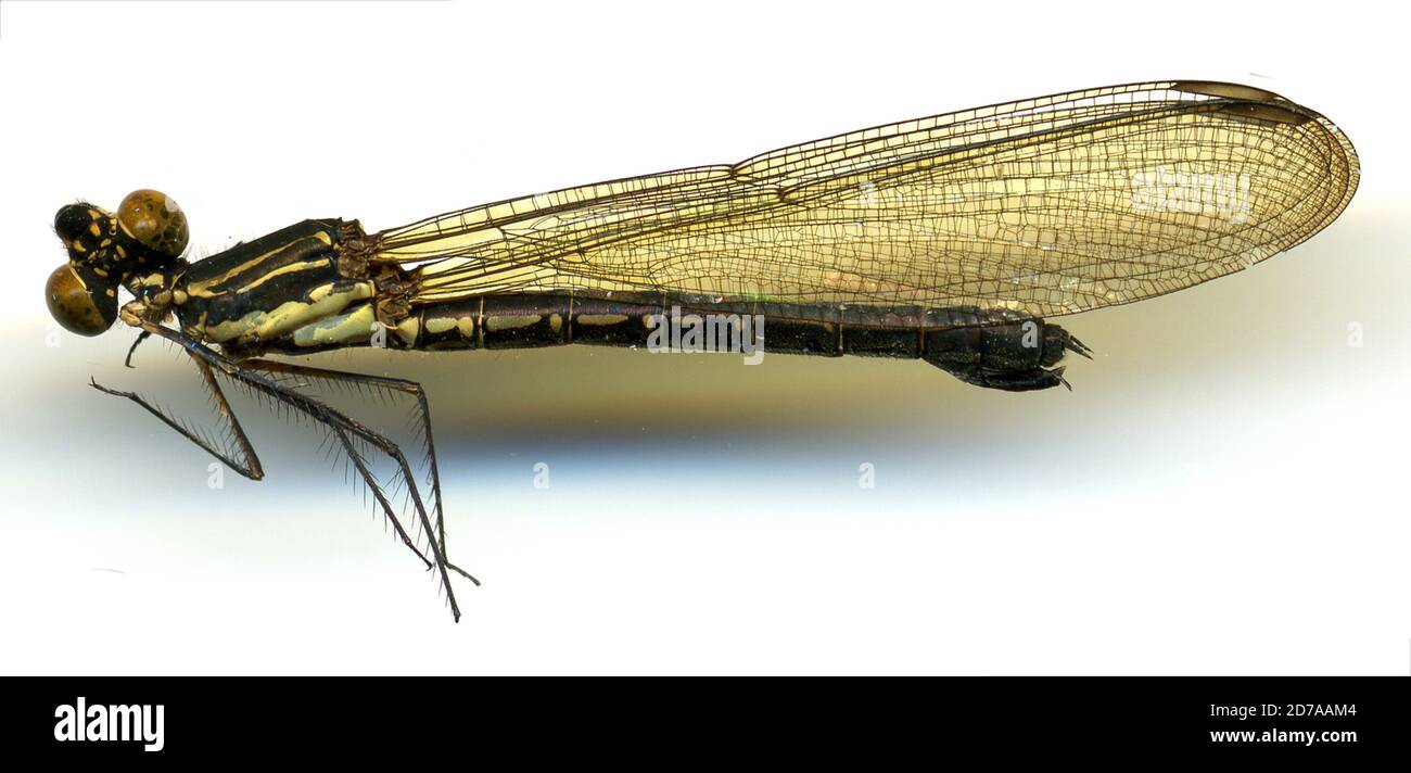 S.W. Lampongs, Mt. Tanggamoes, Sumatra, Indonesia, Heliocypha angusta angusta (Hagen, 1853), Animalia, Arthropoda, Insecta, Odonata, Zygoptera, Chlorocyphidae Stock Photo