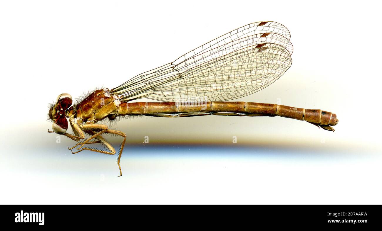 1876 animalia hi-res stock photography and images - Alamy
