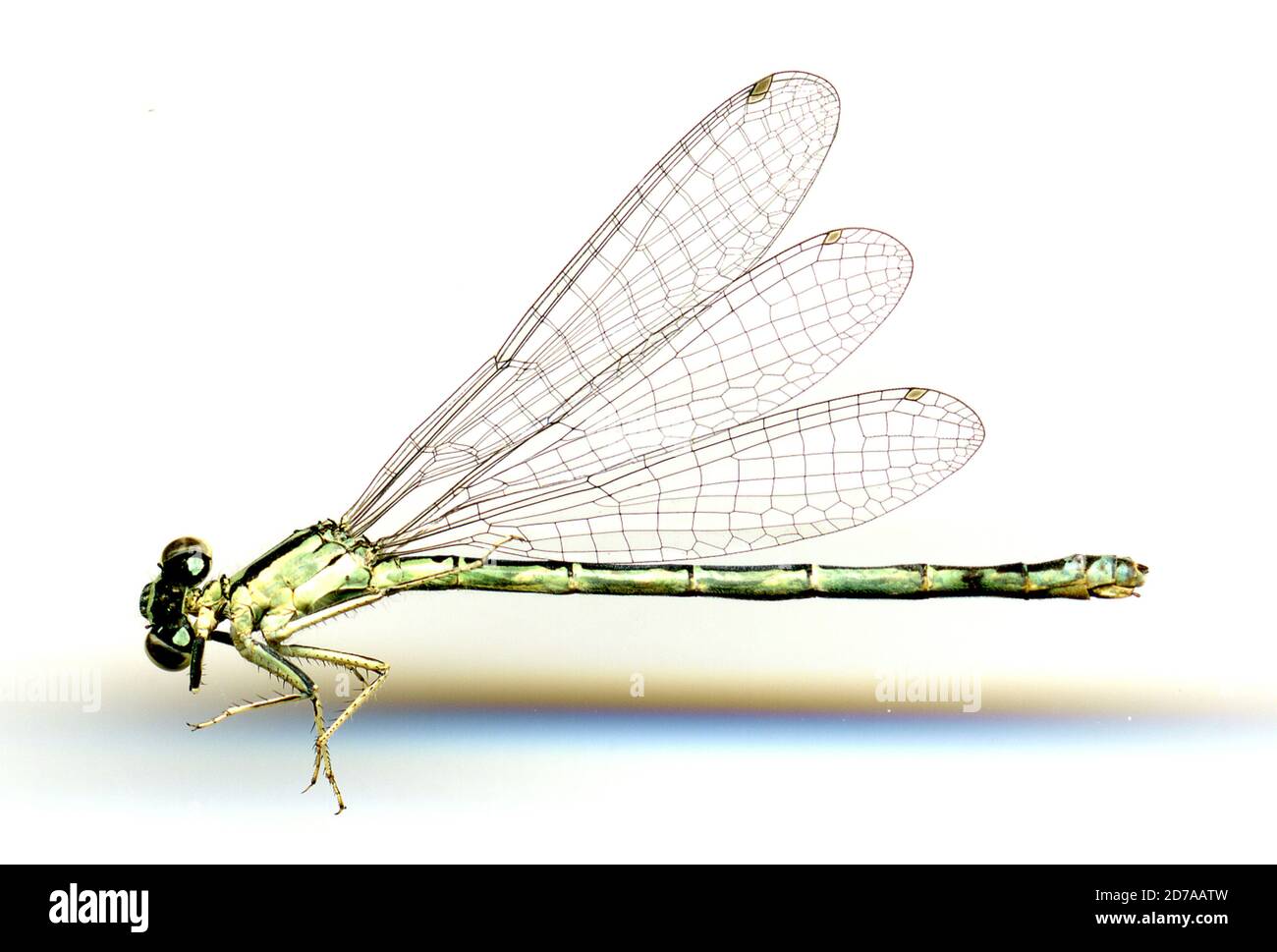 Sowbelly canyon hires stock photography and images Alamy