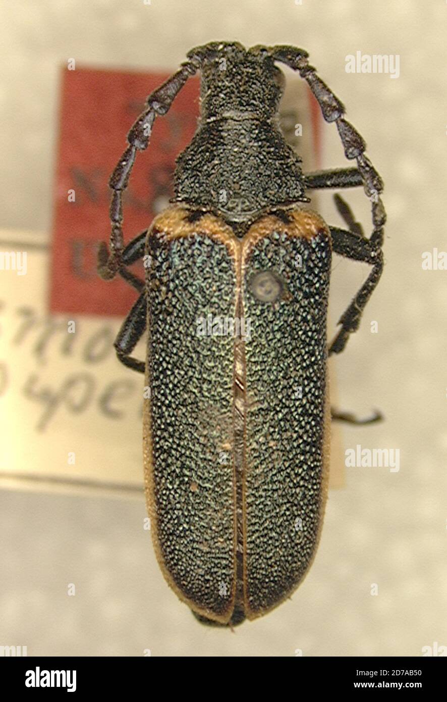 Blue Mountains, Washington, United States, Desmocerus piperi Webb, 1905, Animalia, Arthropoda, Insecta, Coleoptera, Cerambycidae, Lepturinae Stock Photo