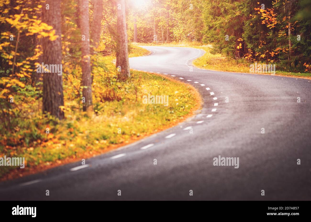 Asphalt road with beautiful trees on the sides in autumn Stock Photo ...