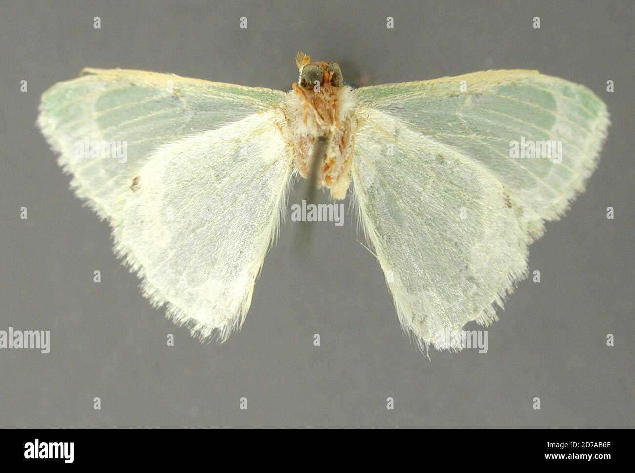 Pinned, Tehuacan, Puebla, Mexico, Progonodes diversata Dyar, 1912, Animalia, Arthropoda, Insecta, Lepidoptera, Geometridae, Geometrinae Stock Photo