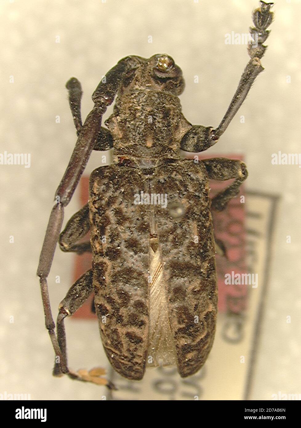 Simuchang Insect Szechuen, China, si gi pin, 6-7000, Sichuan, China, Dihammus ...