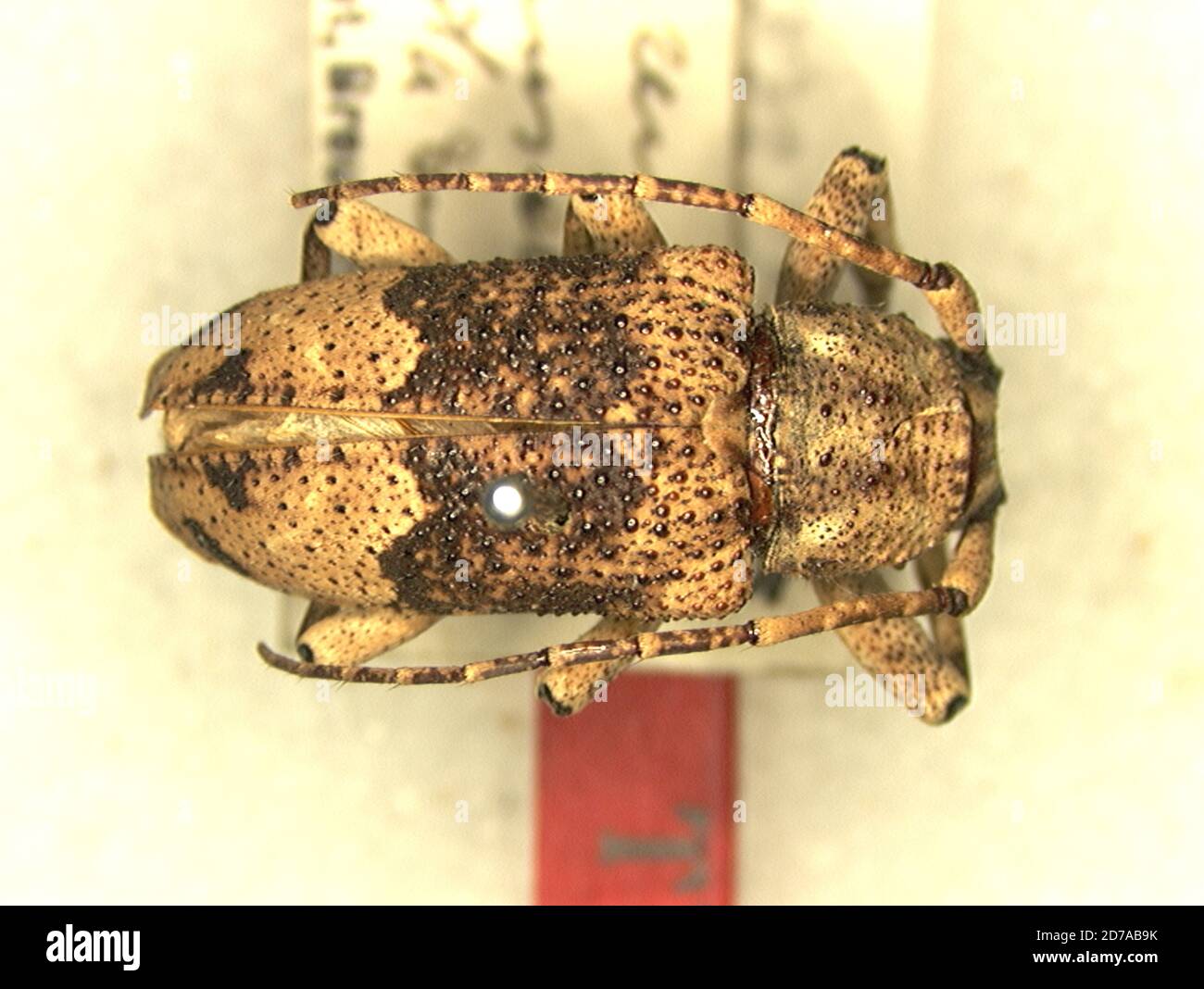 N. Guinea, Teg River, Indonesia, Eczemotes transversefasciata Breuning ...