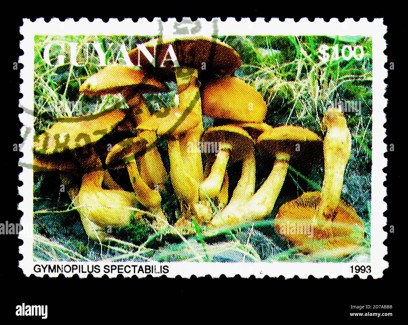 MOSCOW, RUSSIA - NOVEMBER 26, 2017: A stamp printed in Guyana shows Gymnopilus spectabilis, Mushrooms serie, circa 1993 Stock Photo