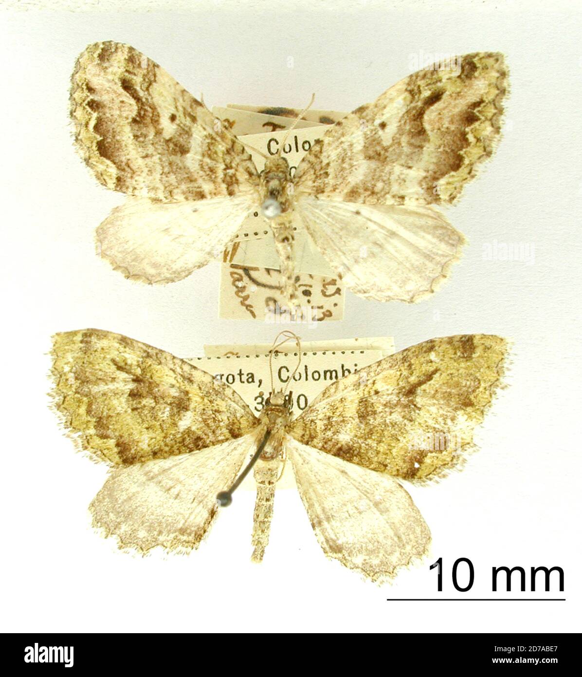 Pinned, Bogota, Colombia, Anticlea flexuosa Dognin, 1913, Animalia, Arthropoda, Insecta, Lepidoptera, Geometridae, Larentiinae Stock Photo