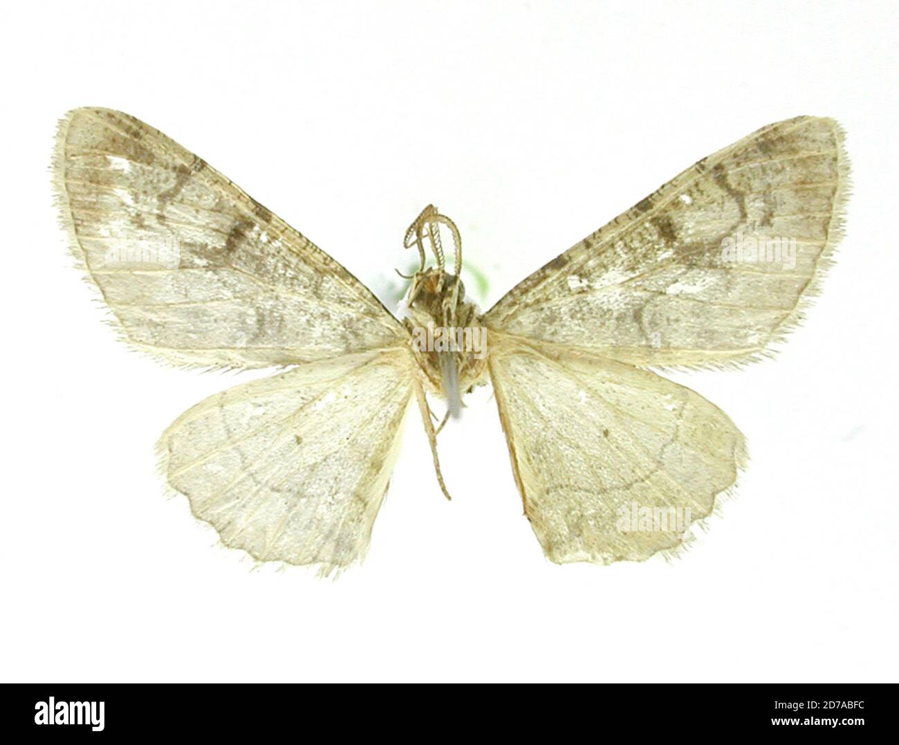 Pinned, Tehuacan, Mexico, Mexico, Alcis interbrunnea Dyar, 1912, Animalia, Arthropoda, Insecta, Lepidoptera, Geometridae, Ennominae Stock Photo