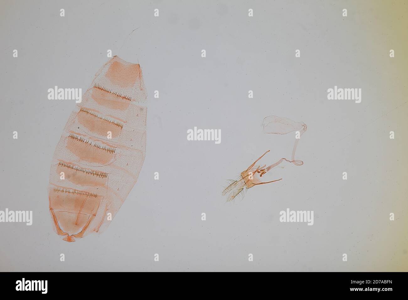 Pinned, Trinidad River, Panama, Pavolechia argentea Busck, 1914, Animalia, Arthropoda, Insecta, Lepidoptera, Glossata, Gelechiidae Stock Photo