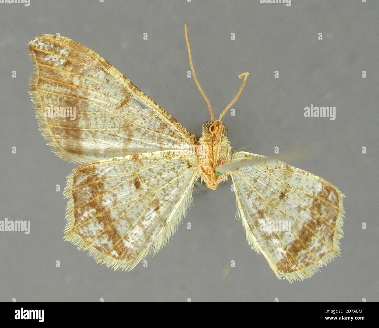 Pinned, Orizaba, Mexico, Semiothisa mayana Schaus, 1901, Animalia, Arthropoda, Insecta, Lepidoptera, Geometridae, Ennominae Stock Photo