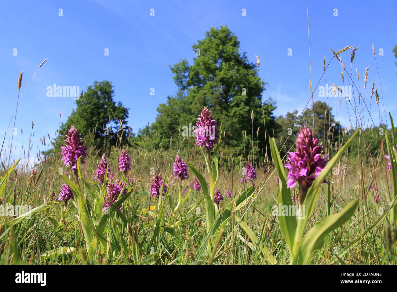 a group beautiful purple marsh orchids in a wet grassland with trees and a blue sky in the background at a warm sunny day in springtime in holland Stock Photo