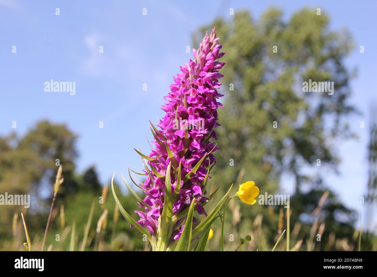 a big purple wild orchid and a buttercup closeup with a green tree and blue sky in the background in the dutch countryside in springtime Stock Photo