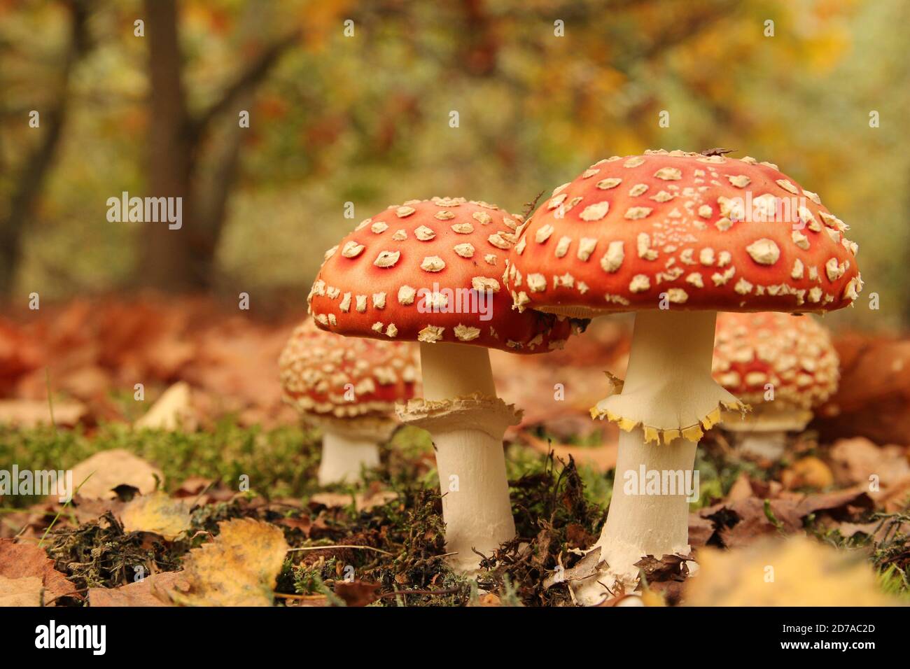 two wonderful red fly agaric mushrooms with white dots togethter macro in the forest with leaves and trees in autumn Stock Photo