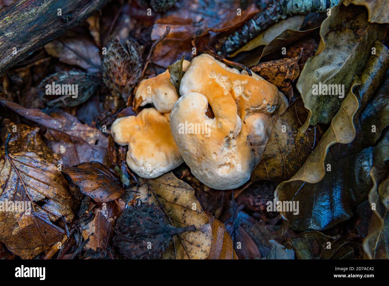 Hydnum repandum, commonly known as the sweet tooth, wood hedgehog or hedgehog mushroom, is a basidiomycete fungus of the family Hydnaceae Stock Photo