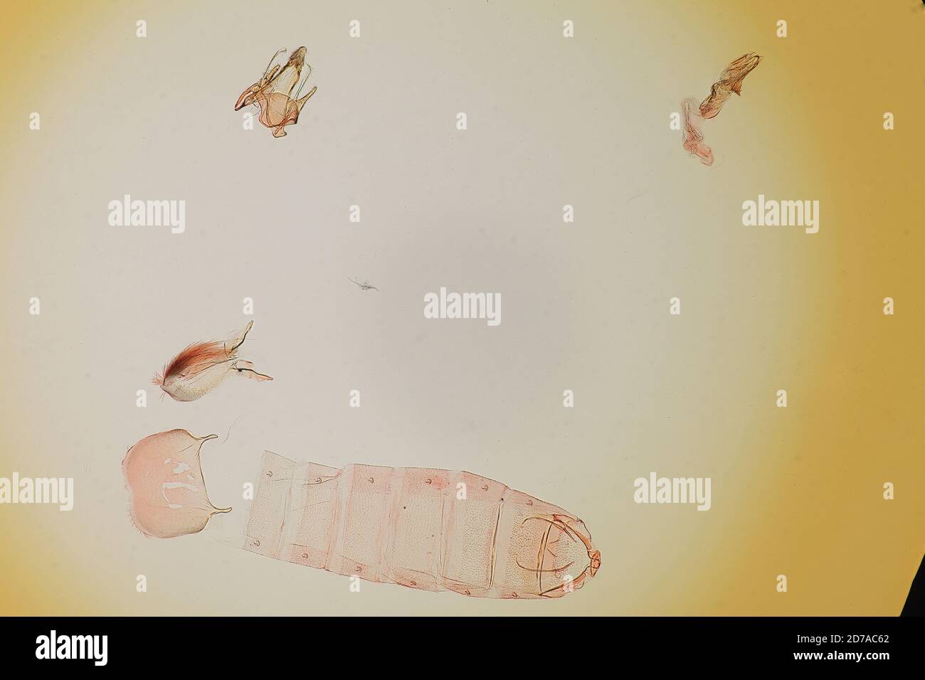 Pinned, Texas, United States, Gelechia biminimaculella Chambers, 1880, Animalia, Arthropoda, Insecta, Lepidoptera, Glossata, Gelechiidae, Gelechiinae Stock Photo