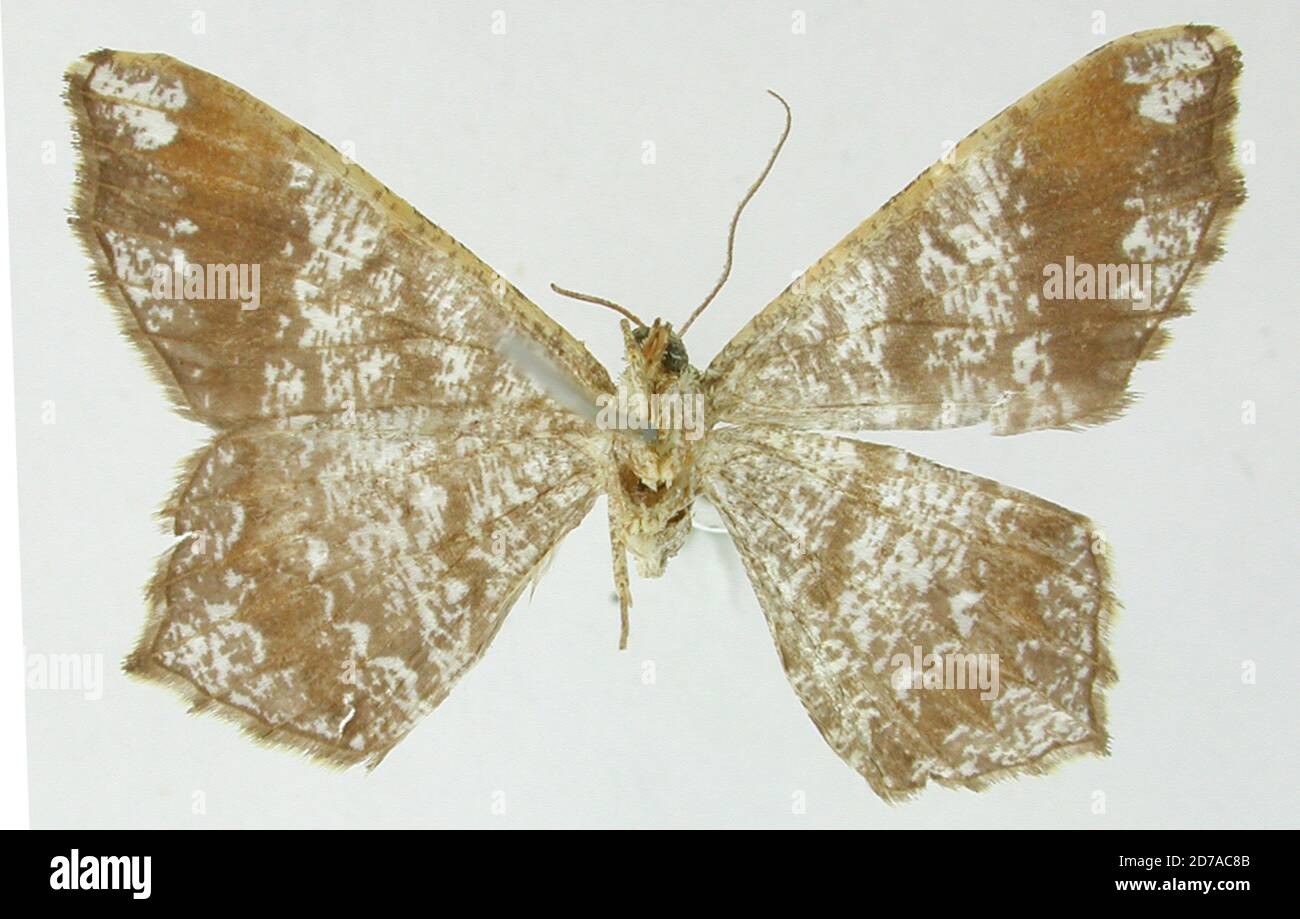 Pinned, Chanchamayo, Peru, Macaria acasiaria Schaus, 1923, Animalia, Arthropoda, Insecta, Lepidoptera, Geometridae, Ennominae Stock Photo