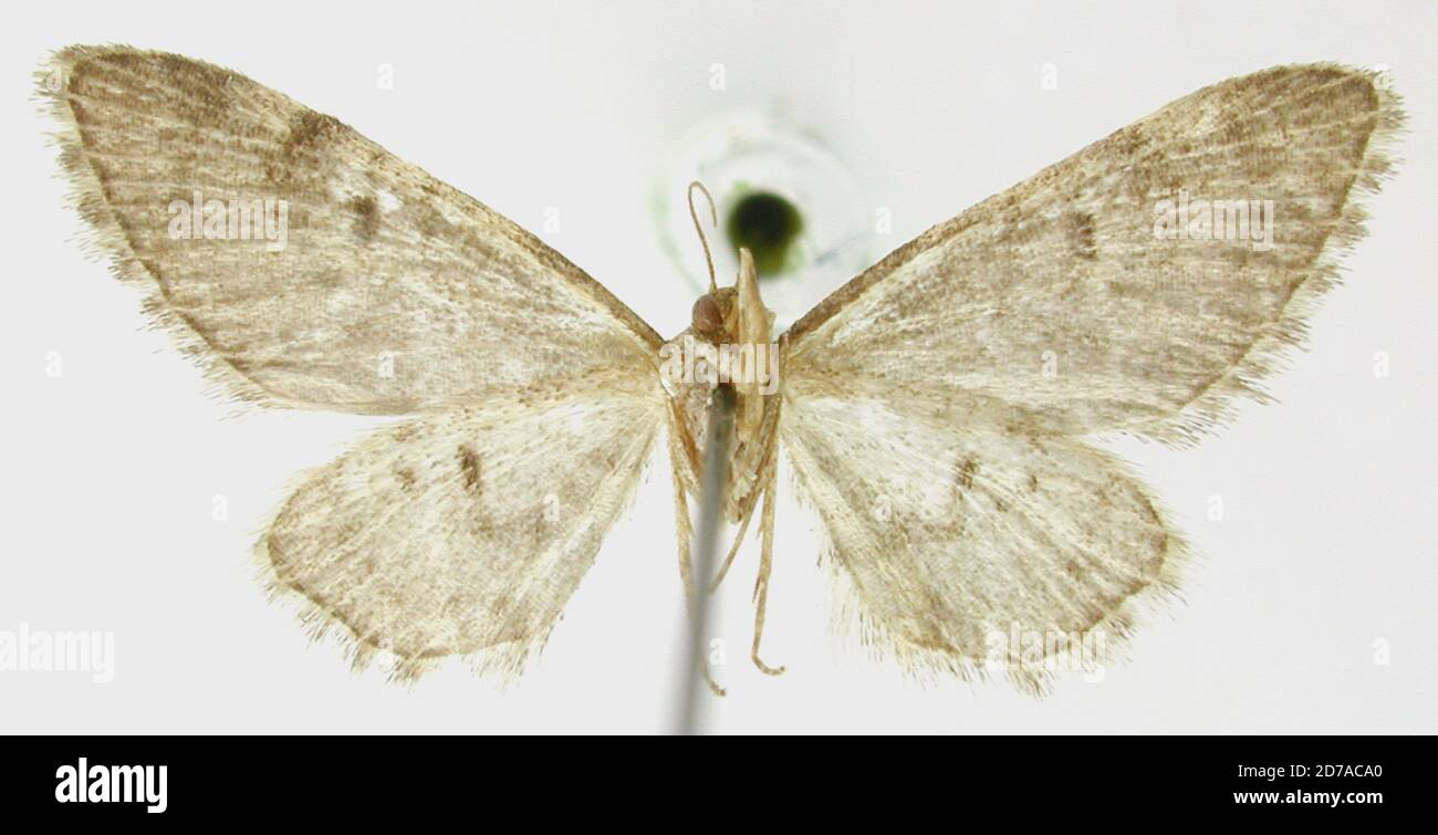 Pinned, Tehuacan, Puebla, Mexico, Tephroclystia analis Dyar, 1918, Animalia, Arthropoda, Insecta, Lepidoptera, Geometridae, Larentiinae Stock Photo