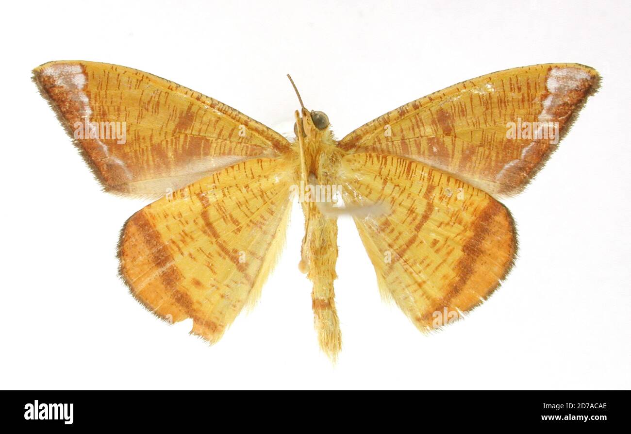 Pyrinia albilineata warren hi-res stock photography and images - Alamy