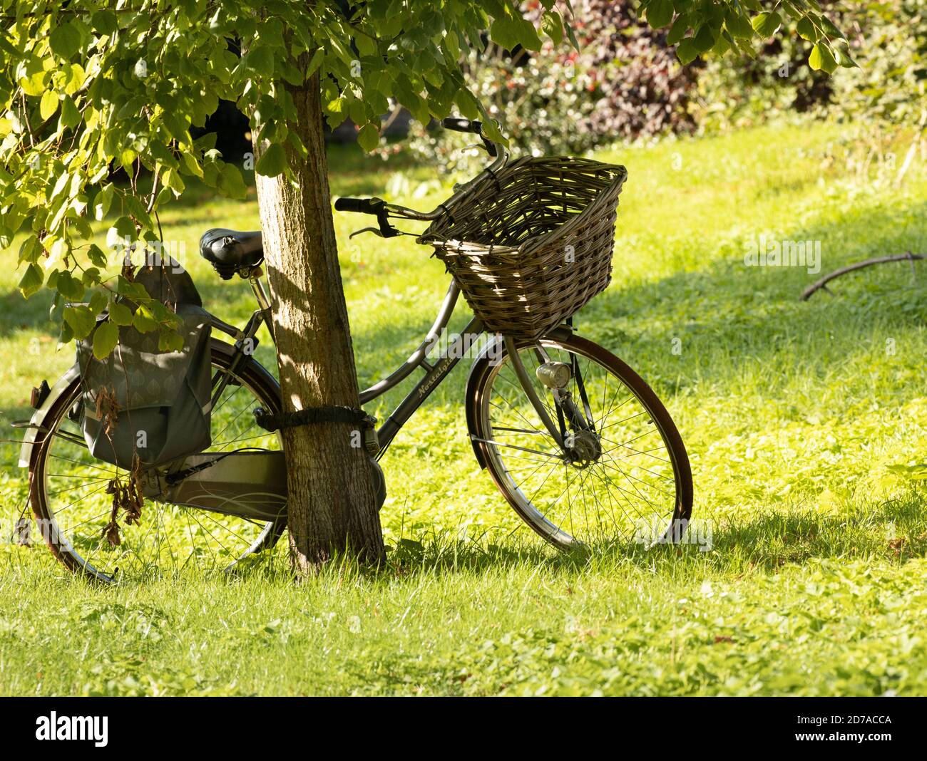 Bicycle with wicker basket propped against a tree in Cambridge UK Stock Photo