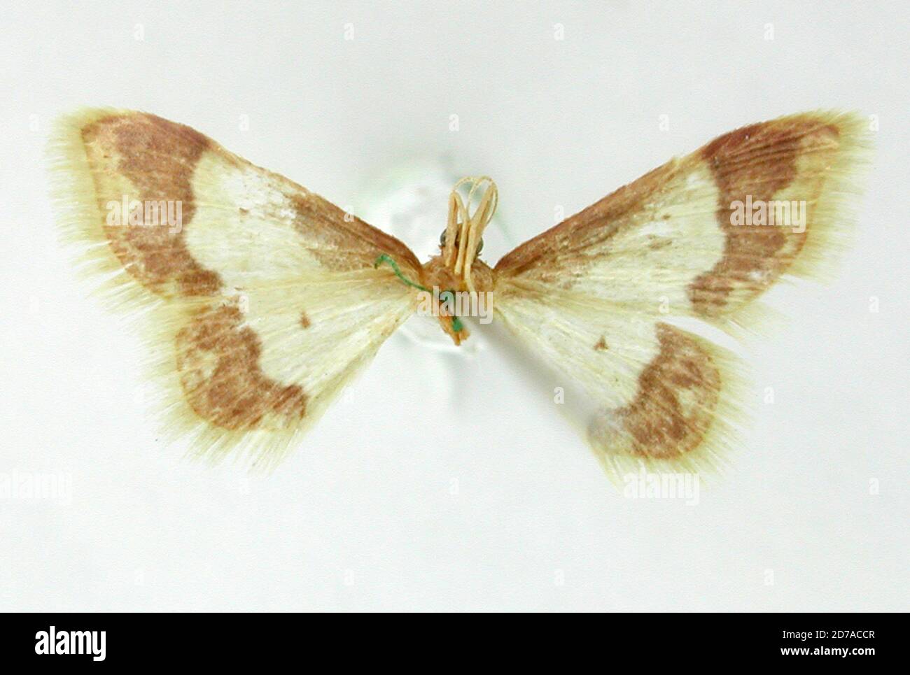 Pinned, Oaxaca, Mexico, Eois basinta Schaus, 1901, Animalia, Arthropoda ...