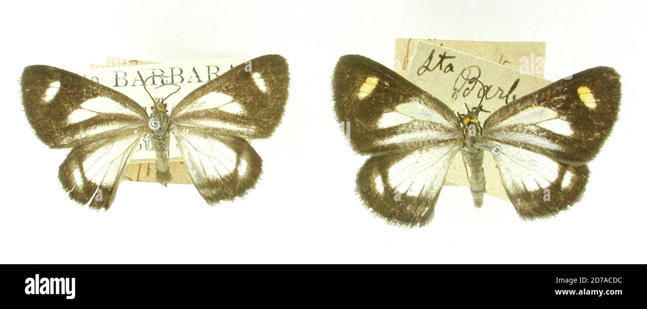 Barbara Insect Pinned, Sta. Barbara, Ecuador, Ecuador, Polypoetes antedata Dognin ...