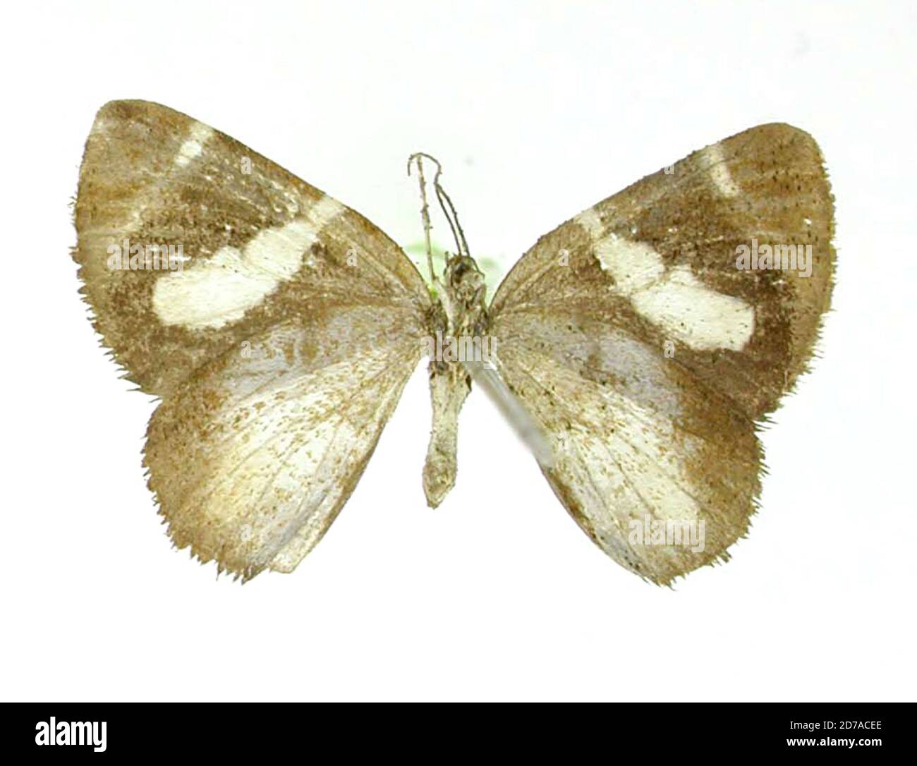 Barbara Insect Pinned, Ecuador, Heterusia barbara Dognin, 1900, Animalia, Arthropoda ...