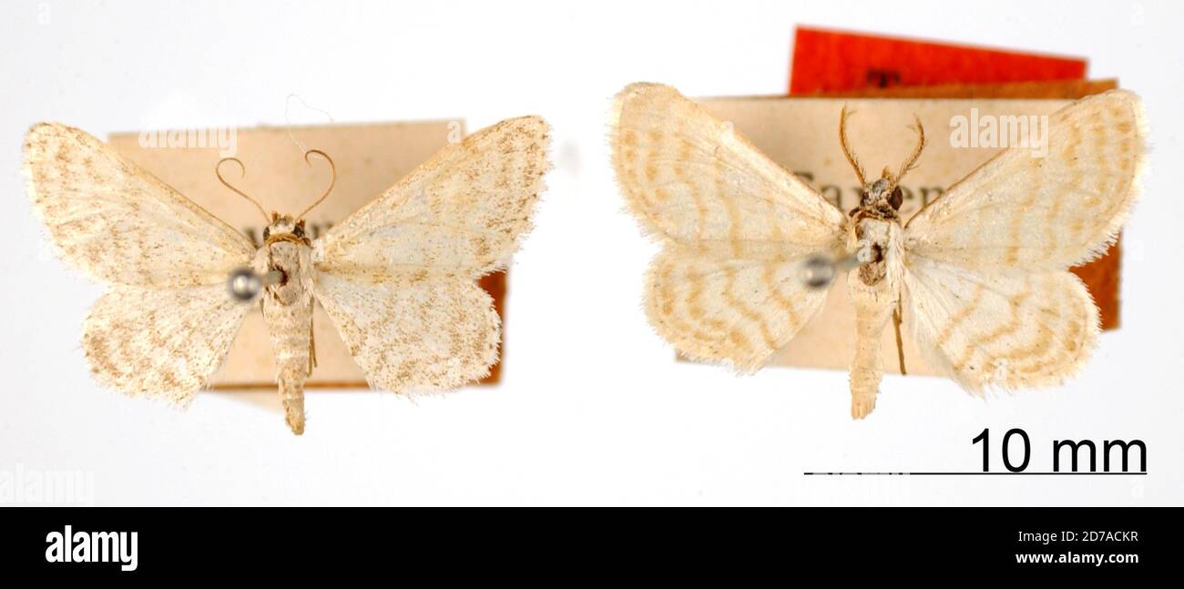 Pinned, Cayenne, French Guiana, Lobocleta translineata Warren, 1906 ...