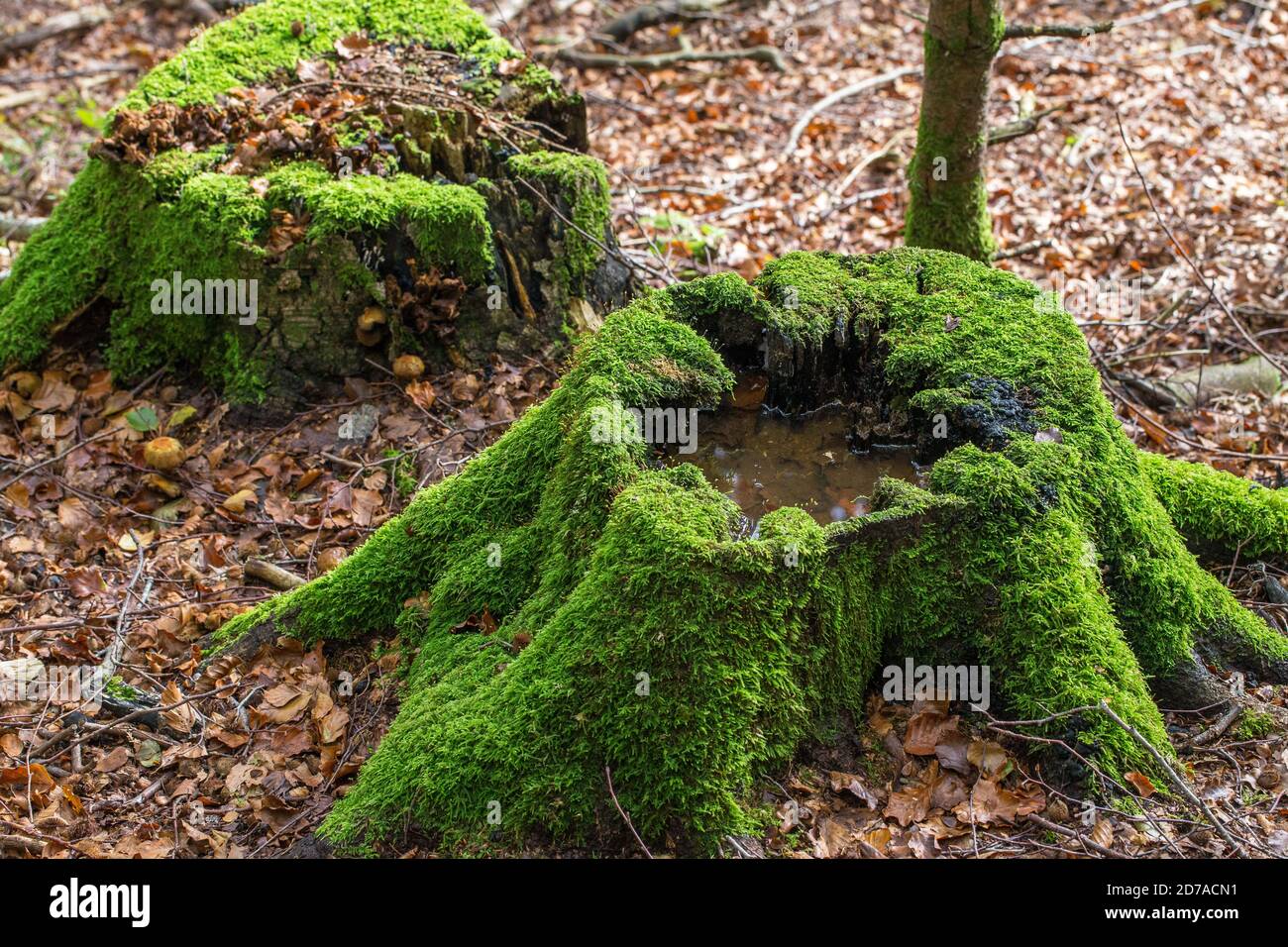 Rotting log stump, overgrown with moss. Rainwater inside the stump. The Cansiglio forest in autumn season. Prealpi Venete. Italy. Europe. Stock Photo