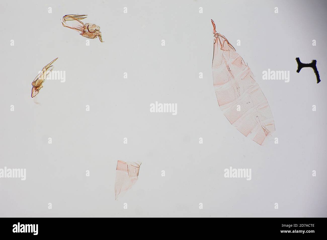 Putnam, Illinois, United States, Dichomeris caia Hodges, 1986, Animalia, Arthropoda, Insecta, Lepidoptera, Glossata, Gelechiidae, Dichomerinae Stock Photo
