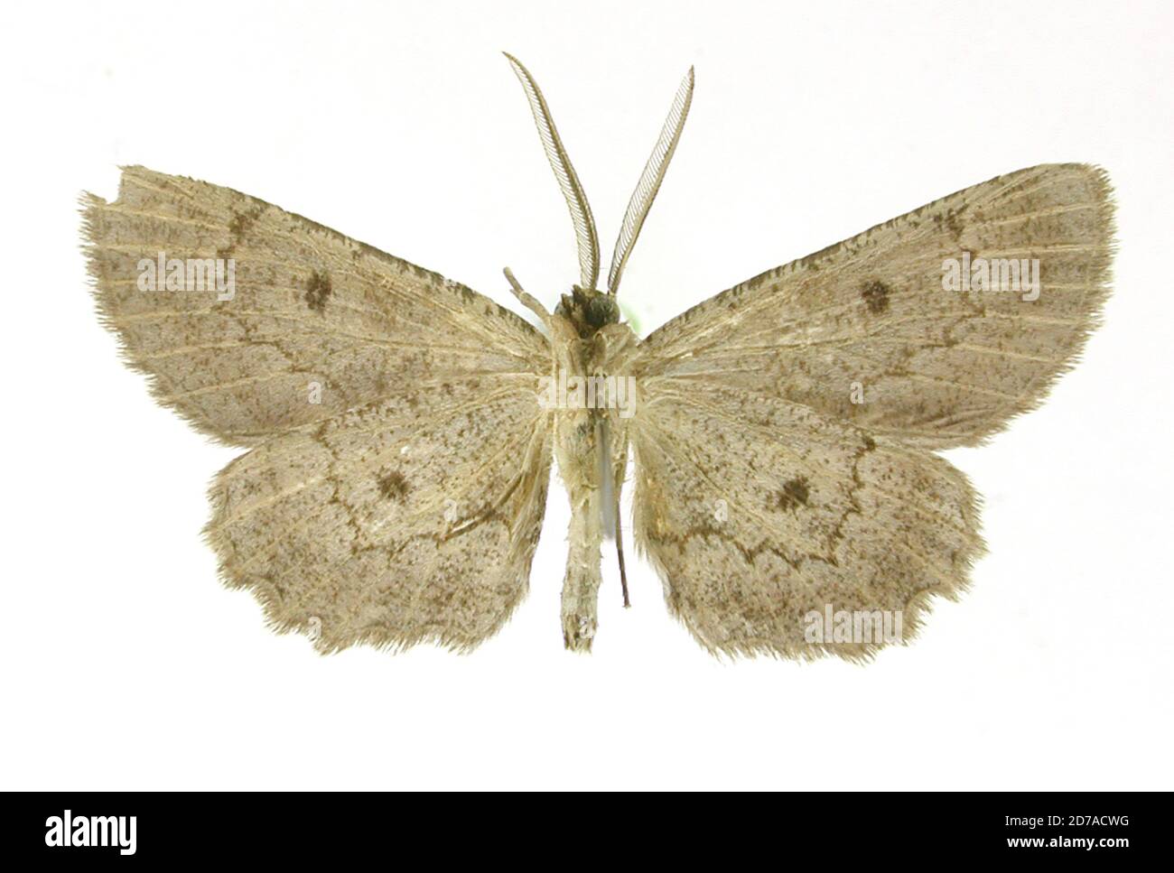 Pinned, Tehuacan, Mexico, Mexico, Stenalcidia unidentifera Dyar, 1913, Animalia, Arthropoda, Insecta, Lepidoptera, Geometridae, Ennominae Stock Photo