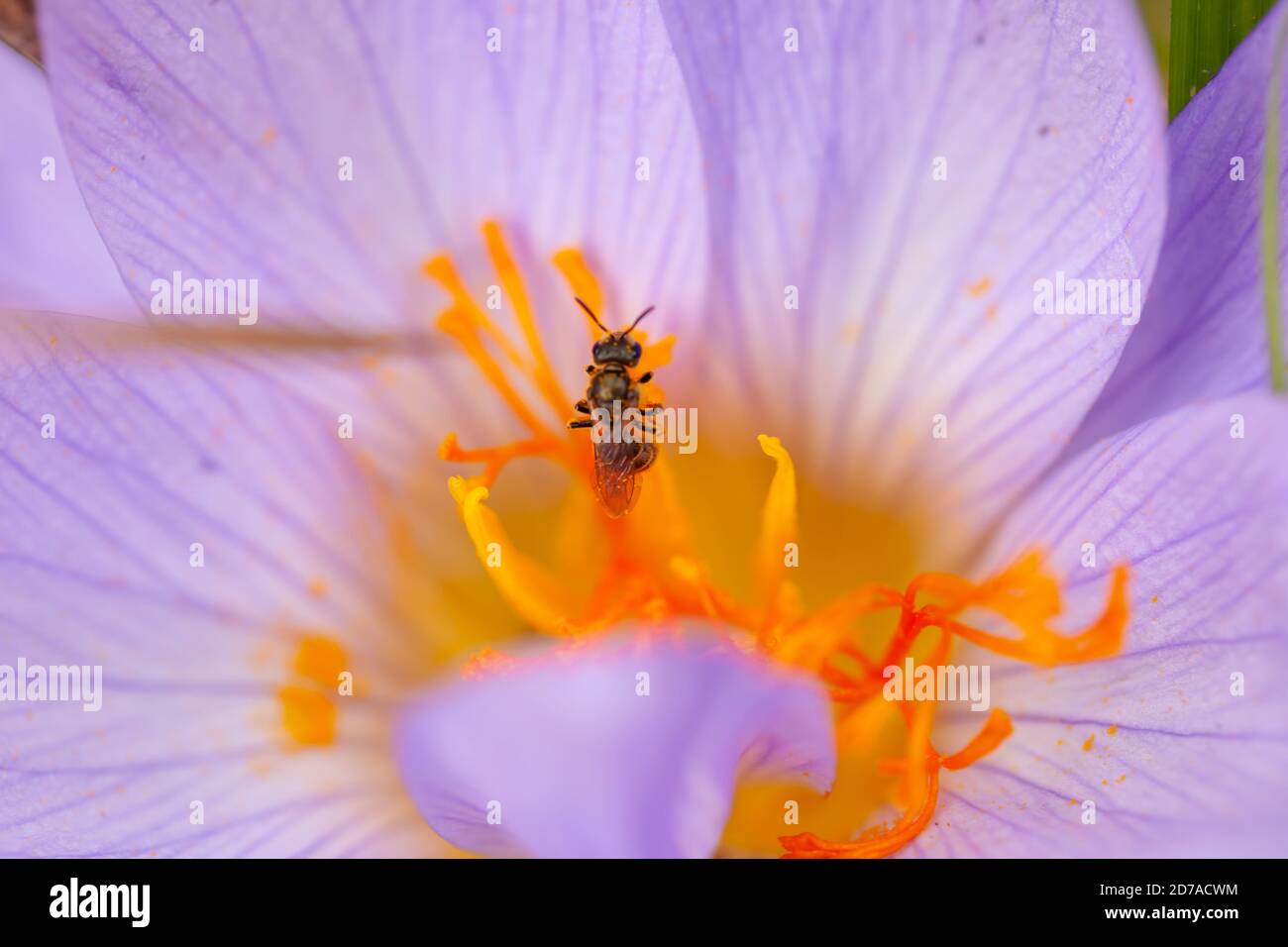 High resolution bee image hi-res stock photography and images - Alamy