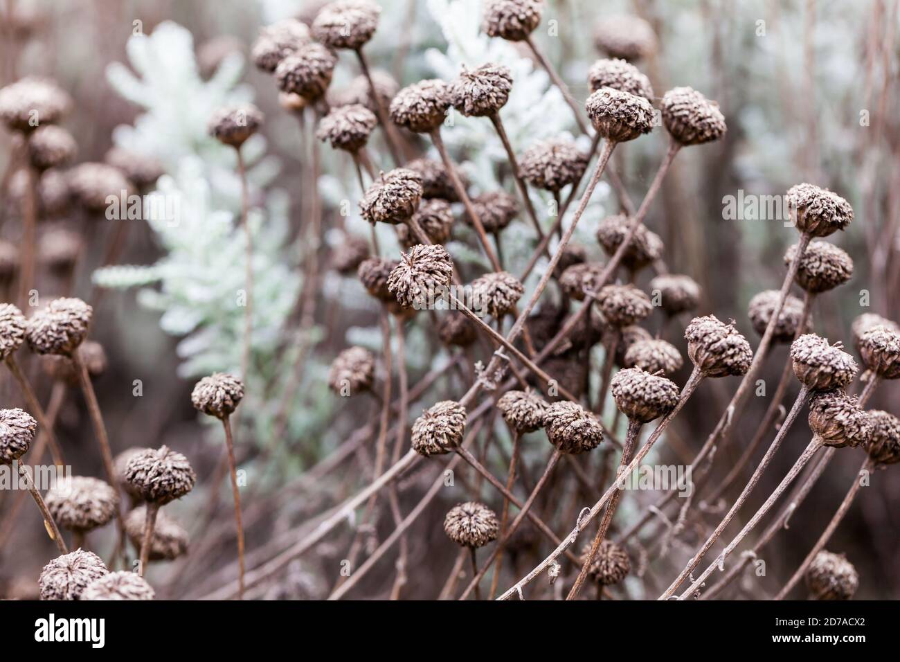 Structure in Garden Design / Botanic beauty concept - High-Resolution Close-up of seedheads in Autumn.  Brown/ Sepia tones Stock Photo