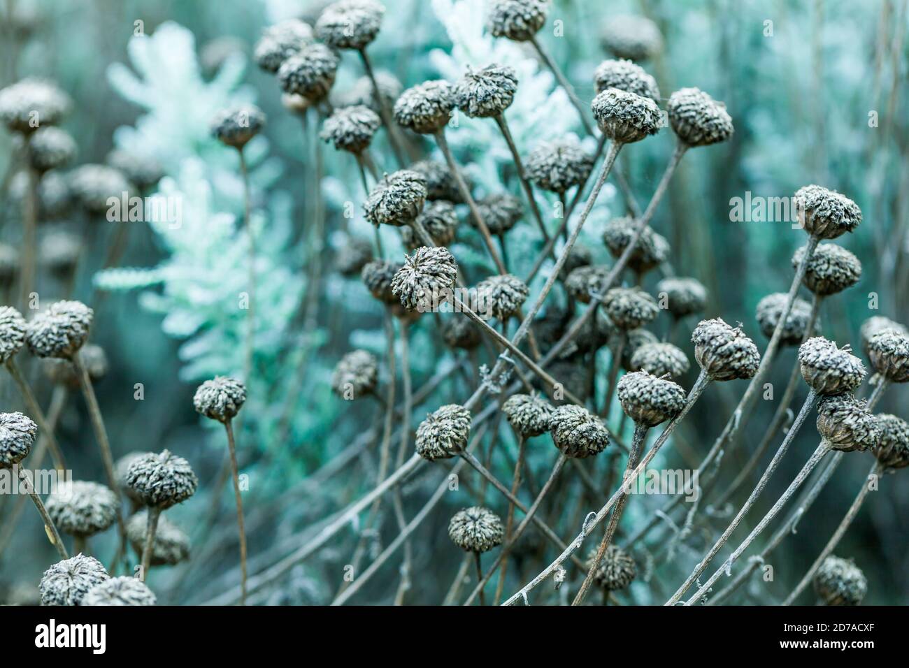 Garden Design structure / Botanics /Ethereal beauty / fine art concept - High-Resolution Close-up of seedheads,  Autumn Season . Stock Photo