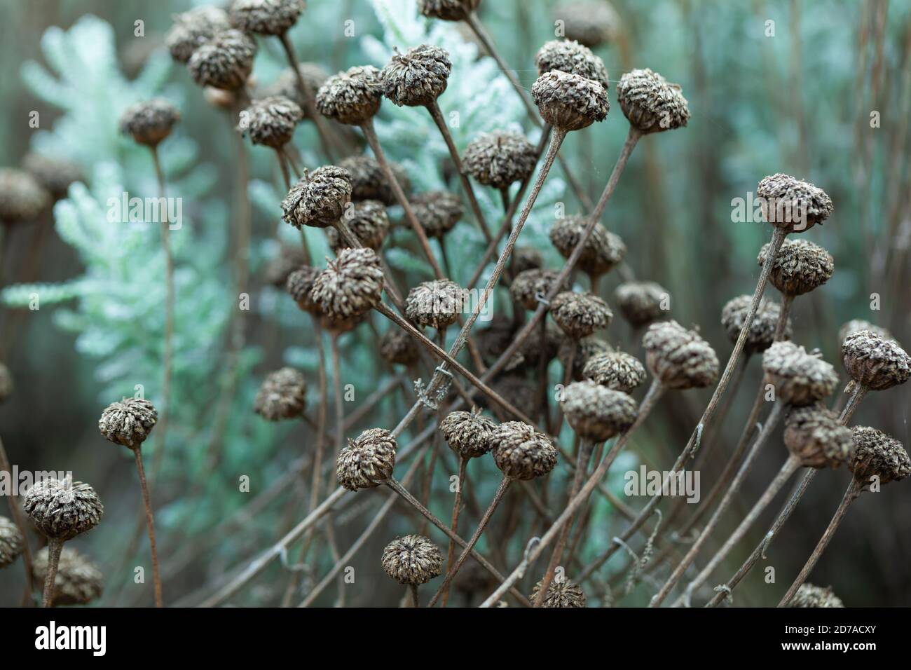 Garden Design Structure and Form / Natural Botanics concept - High-Resolution Close-up of seedheads in Autumn.  Green & Brown tones Stock Photo