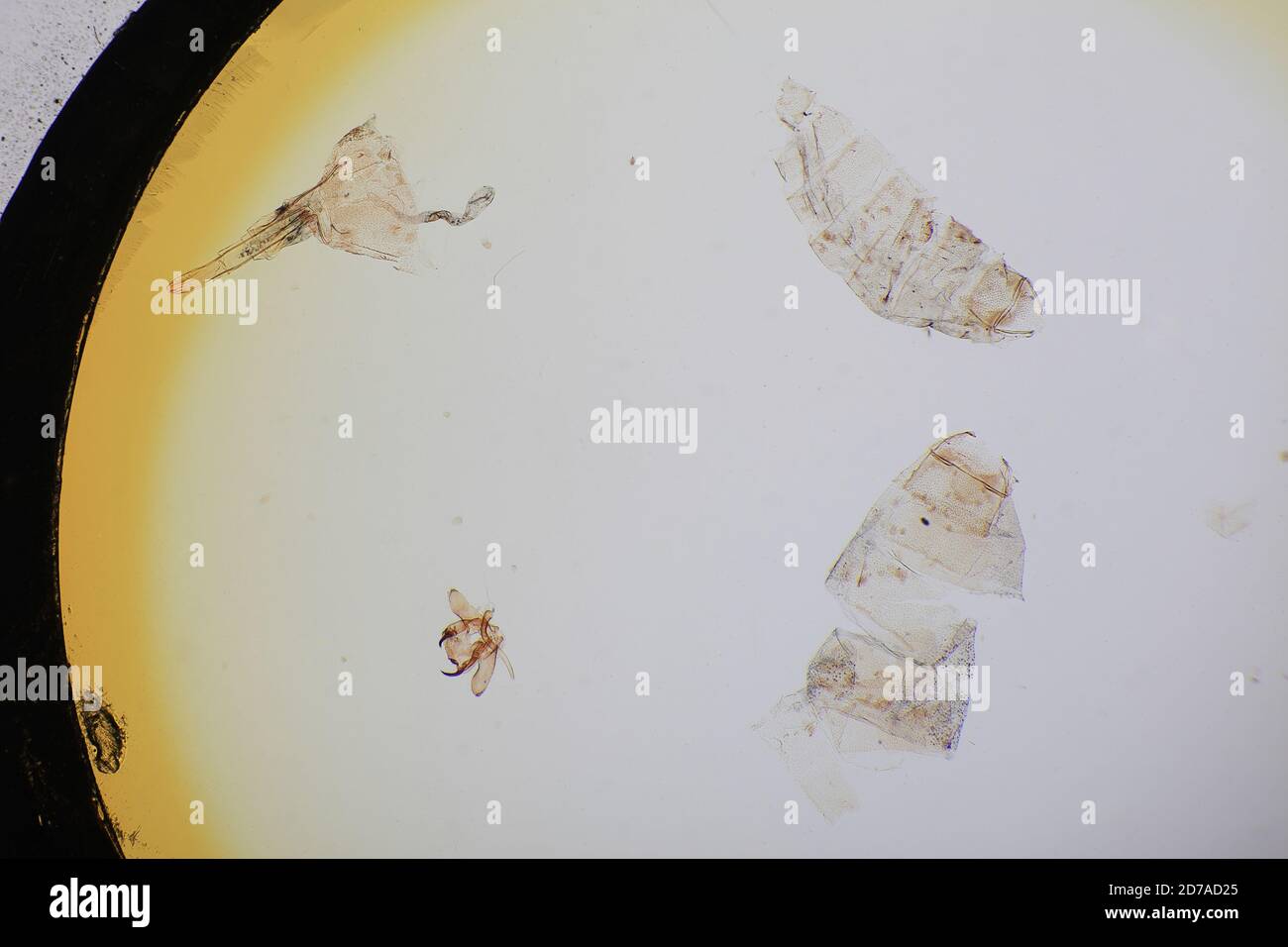 Pinned, Evans, Cascade, Montana, United States, Psacaphora cambiella ...
