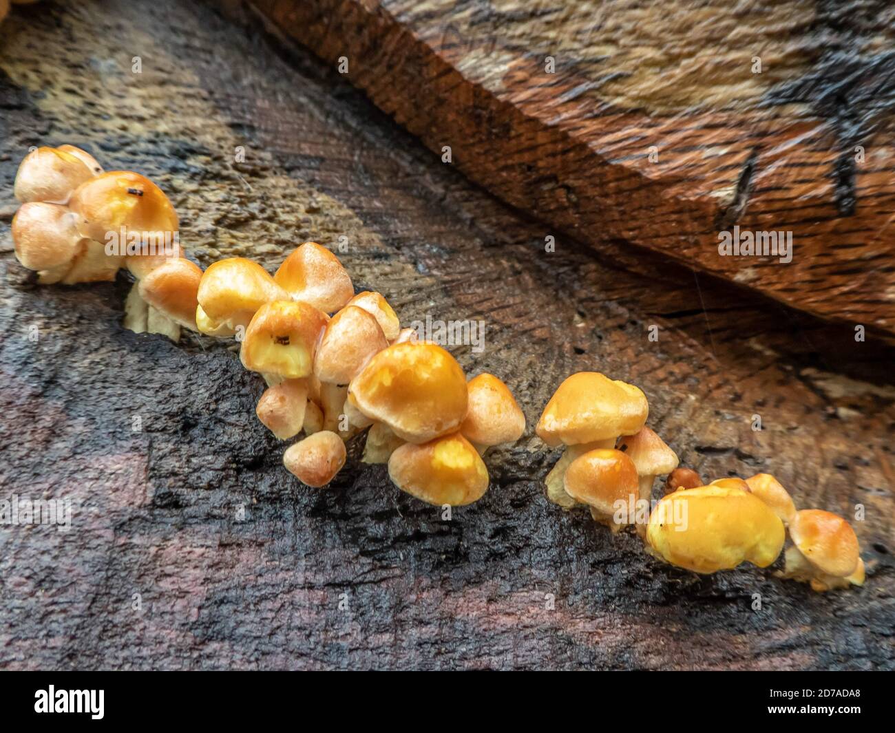 fungus growing on a tree a sign that Autumn has arrived Stock Photo